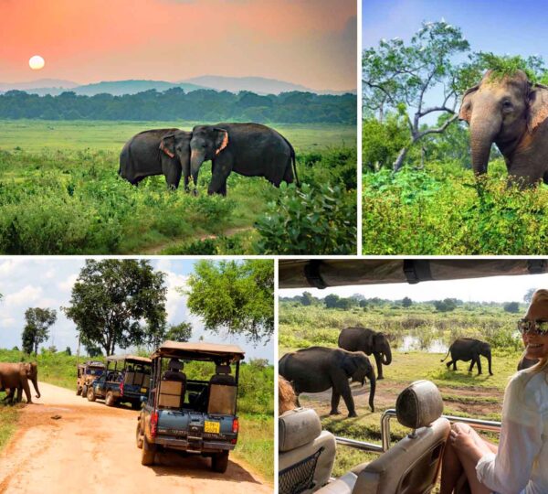 9 Days and 8 Nights Sri Lankan Tour