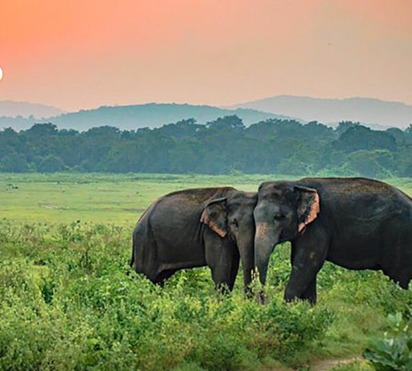 7 Days and 6 Nights Tour in Sri Lanka